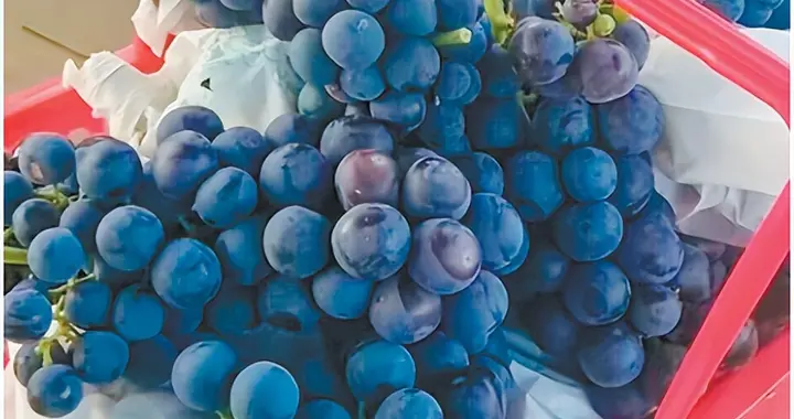 沙地夏黑葡萄抗逆标准化种植技术体系构建与实践