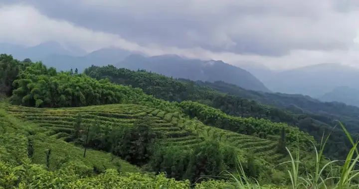 谷雨山中采嫩芽 错把泸南当别家