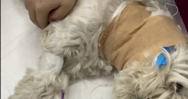 犬吠扰民就投毒？女子毒杀2只边牧，法院判决撕开人宠矛盾真相