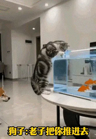 刘姥姥话股：监控拍下的搞笑一幕:我家狗子