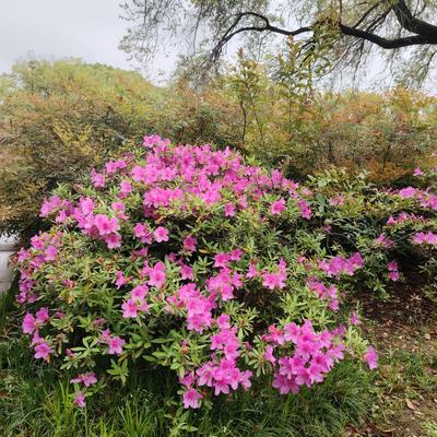 风雪江月：四月苏城春光好， 丛中最美杜鹃