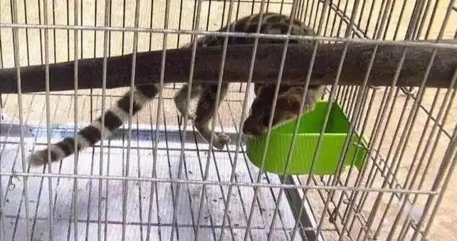 在四川雅安“消失”40年！专家苦寻无果，2014年却出现在村民家中