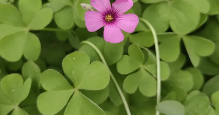 别再叫它三叶草了！这株路边小花藏着大秘密
