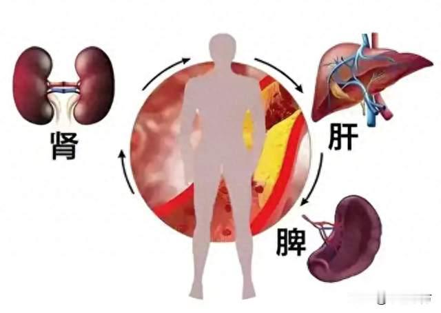 脾壮精力足，肾强续航久，肝畅动力顺，一个中成药三脏同调