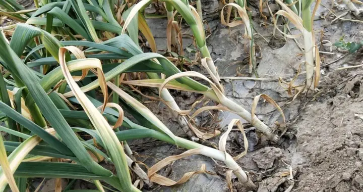 蒜苗黄叶干尖别慌！多半是这3个“养错”在搞鬼