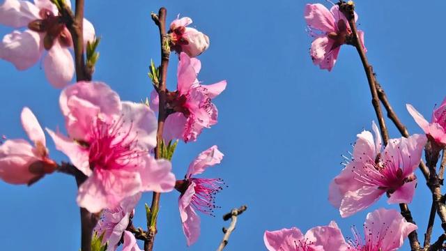 菡姐畅谈：：三月桃花醉春风，如何对