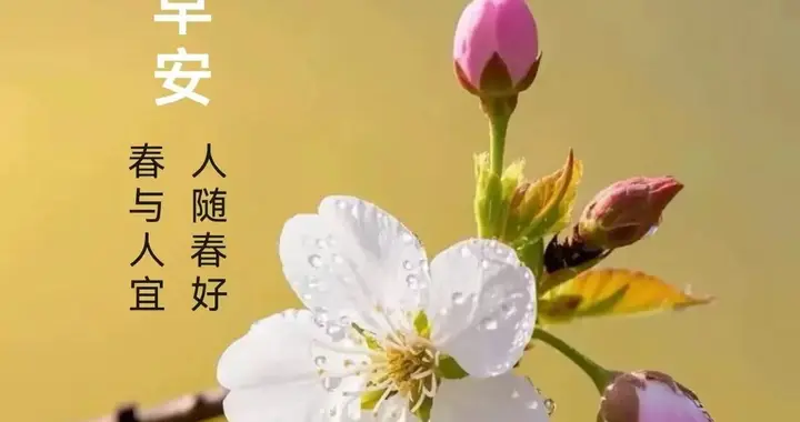 风送清芬万里香，清晨问候送安康：早上好，春暖花开，春日安康