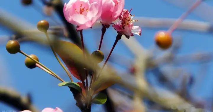 早冬小阳春古诗词五首赏读，小阳犹自见秋花，到处春光未有涯