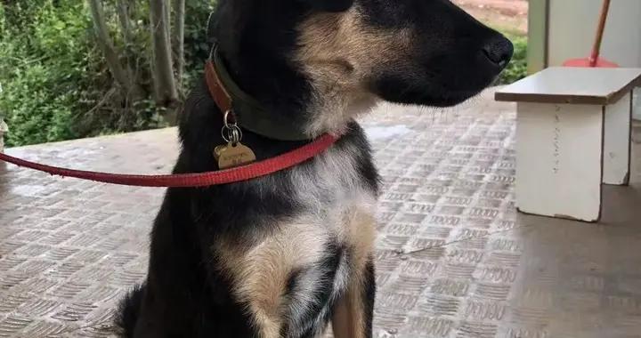 四川一救援队唯一搜救犬被迷晕装袋打死后售卖，偷狗者已被警方抓获