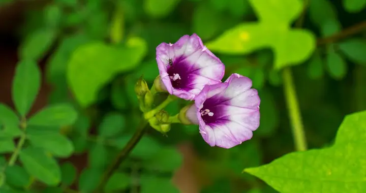 老伴退休把岳母接回家养老，56岁男人：各养各妈好了，我搬出去