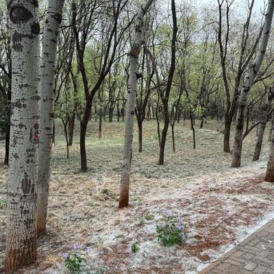 观影小晓：别再喊全砍了！北京的漫天飞絮让