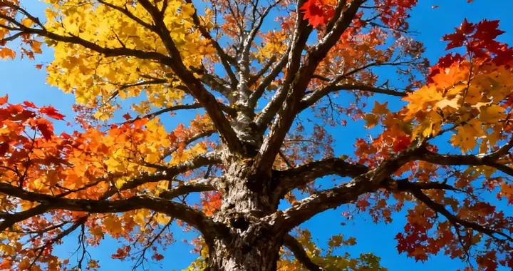 斑斓启示录：在枫林中遇见人生色谱，每一段人生都值得斑斓
