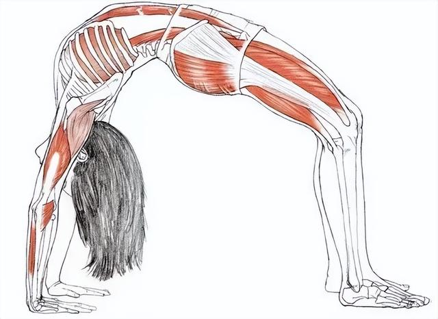 瑜伽「 轮式 」做不好？你一定没有这样逐步分解！