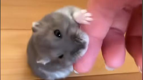 锐评台：被老鼠咬一口没当回事，10天后高