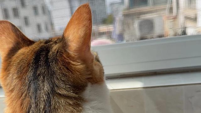 异宠小世界：你的好友已上线 买了喂食器和