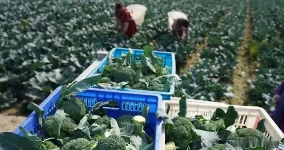 解锁粤地西兰花高产密码：高效栽培关键技术全解析