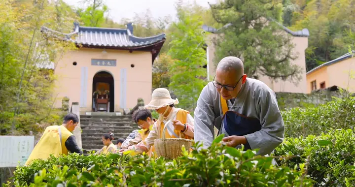 庐山云雾散，东林采茶时