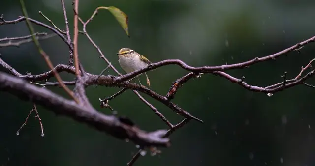 苏州雨雨雨持续三天，升温等到周三