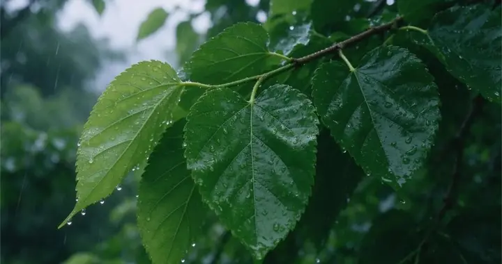 一片叶子三样好处！泡水，润肺明目养肝脏
