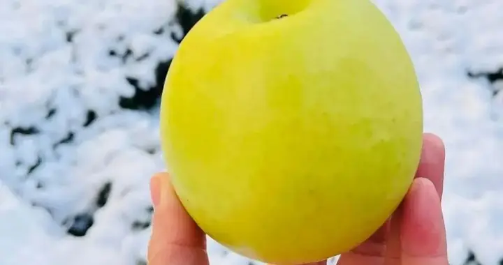 国产骄傲“瑞雪”苹果终于上市！脆甜爆汁，金奖品质，现摘现发！