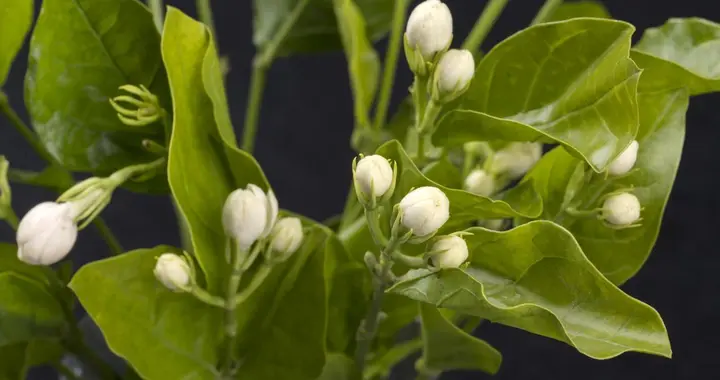 茉莉花养护方法