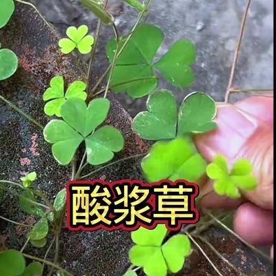 玲姐的乡草：🌿黄花酸浆草又称酸咪草，是