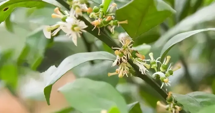必看！种柑橘开花多坐果少的三种解决方法，提高坐果率超有效