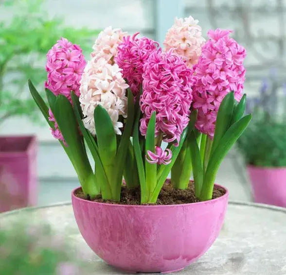 6种花是“抗冻王”,寒冬腊月扔户外，来年春暖花开爆满盆！