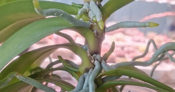 女子的蝴蝶兰“成精了”，根长成八爪鱼，还有4花箭，网友：真丑