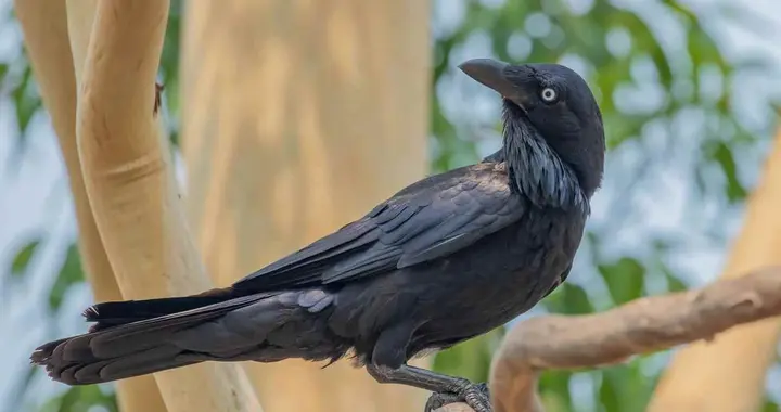 当领导和同事不尊重你时，不必翻脸，只需“乌鸦定律”就够了！