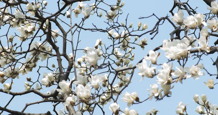 退休后写微头条，素材真的就在身边！