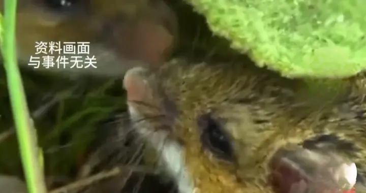 他用白酒冲了下老鼠咬的伤口，10天后差点没命