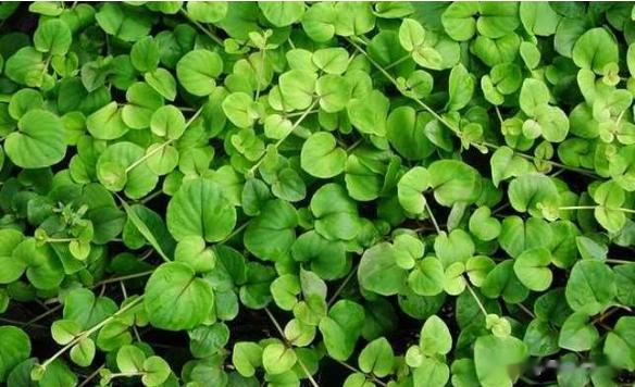 金钱草：痛风患者的天然“解药”