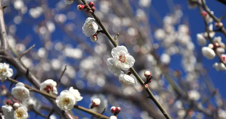 素艳照尊桃莫比——郑谷《梅》赏析