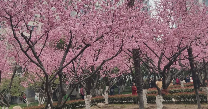 在大舅爹家的一天 正月二十游春记