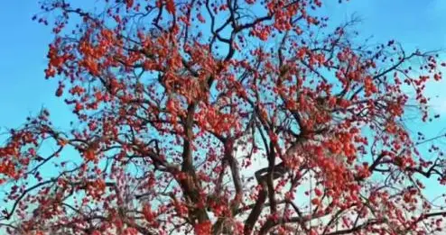 五百块从乡间收走，十几万落户别墅区：一棵老柿树的跨界旅程