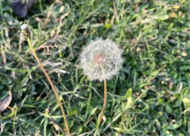 河南一52岁女子，长期坚持喝蒲公英泡水，后来身体怎么样了？