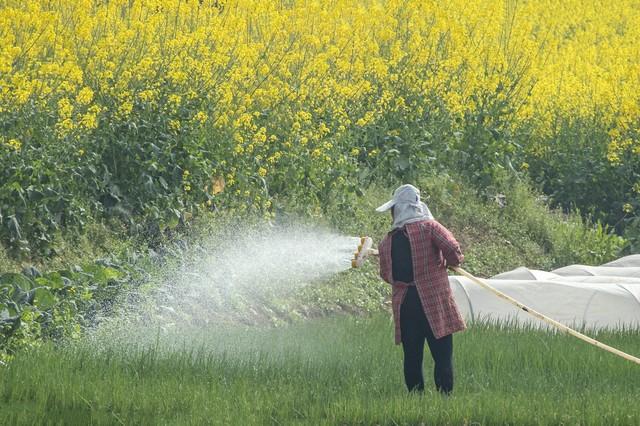 余秀华诗歌《给油菜地灌水》鉴赏：六十年的光阴没有让他们膨胀