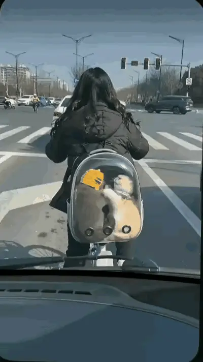 热心枫叶97：笑到肚子疼！俩猫咪路口内讧