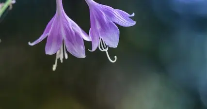 一颗心，总是挣不脱对你的想念，一颗心，总是有着太多的挂牵