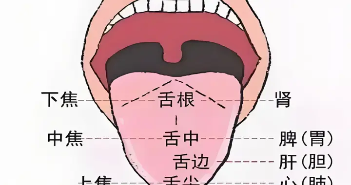 舌诊其实并不难，难在多去看，这一篇看懂，会受益匪浅