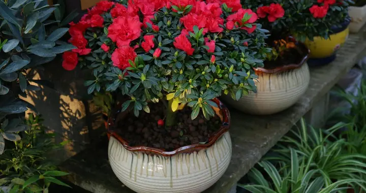 花卉知识｜毛杜鹃叶子发黄怎么办及养殖方法