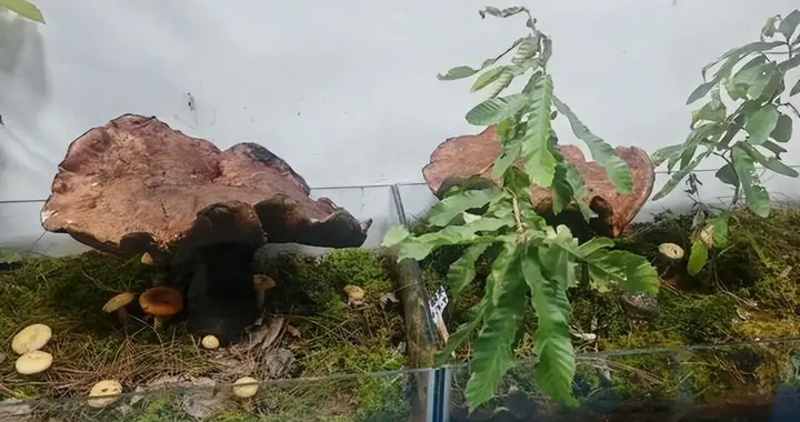 比脸盆还大！云南人进山挖到3斤重的"见手青王"，居然一口都不吃