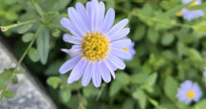 这是公历2025年的倒数第三天，还有两天，2026年要来了