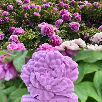 北京赵作明：看到了新闻，故乡牡丹开了，进