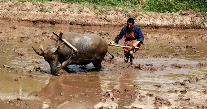 古代农民的生活是怎样的？和现在有何不同？