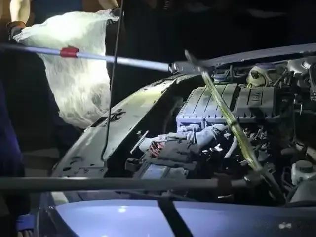 惊魂夜！私家车惊现2米巨蛇 消防员上演生死抓捕 专家紧急提醒