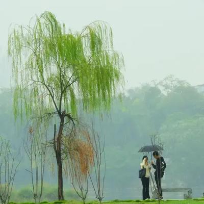 率真云中传奇：昔日清风吹杨柳， 今朝细雨