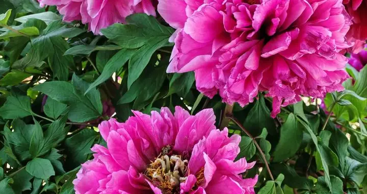 来自星星的牡丹你见过吗？神舟八号搭载的‘太空牡丹’正惊艳绽放