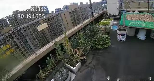 杭州小区惊现35株罂粟！老人听信偏方混种菜盆被罚！